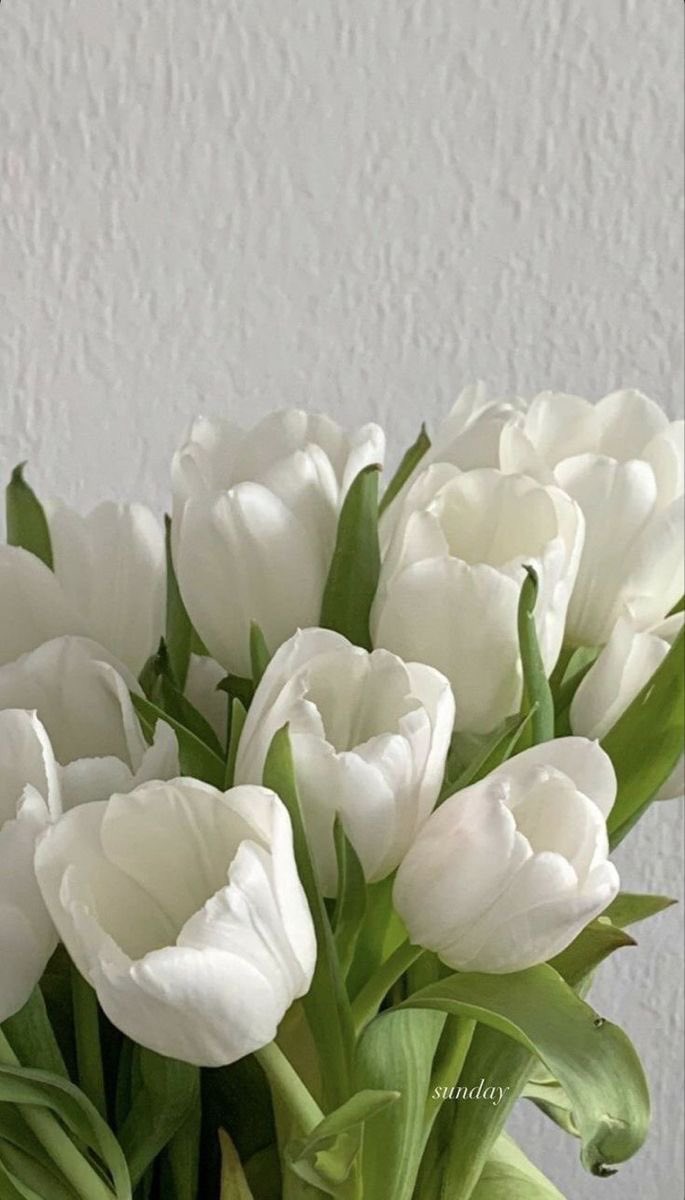 itmydefinition's tweet photo. white tulip https://t.co/2BiOAHtKSe