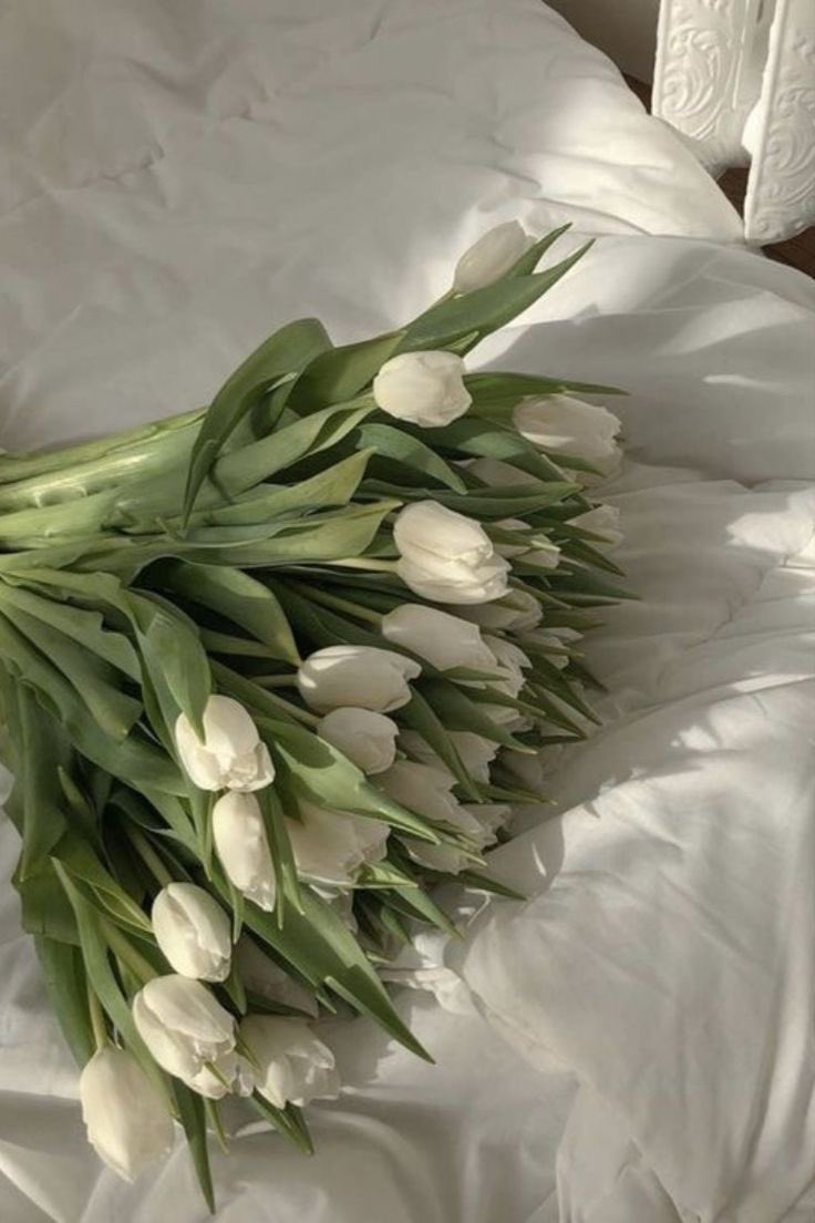itmydefinition's tweet photo. white tulip https://t.co/2BiOAHtKSe