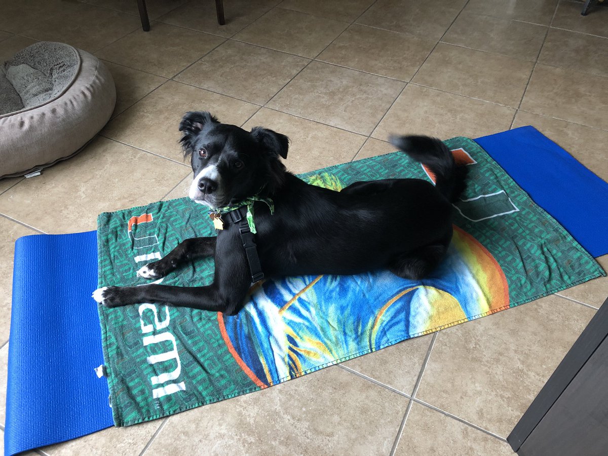 antigravitybird's tweet photo. @dog_rates @dog_feelings A little late to the game, but this is Scout, who took my yoga mat as soon as it was laid out - that comfy bed over there is chopped liver! https://t.co/hEmh08vH4z