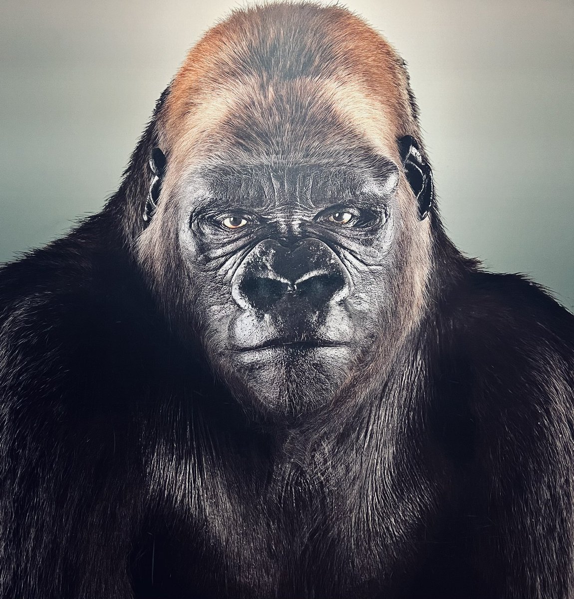 Enzo (@enzoz77) on Twitter photo 