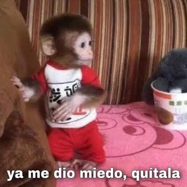 fervdzzz's tweet photo. yo chingue y chingue que pongan una película de terror

yo cuando empieza: https://t.co/JyIk5BYtHS