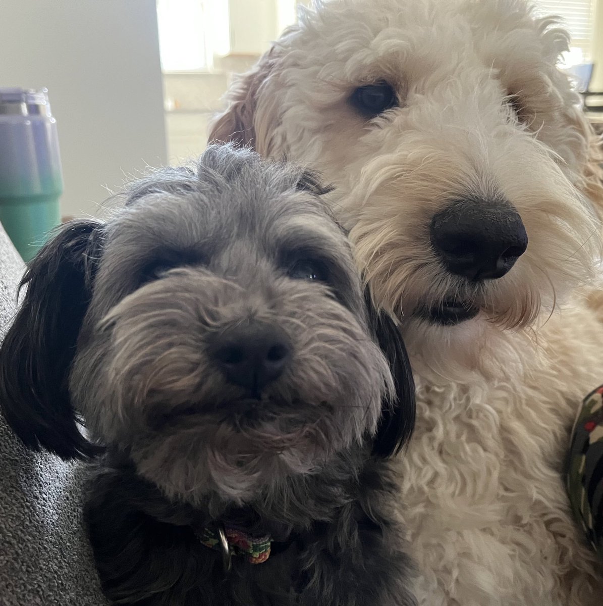 itgirlbeebee's tweet image. Finn &amp;amp; Alice agree! #workingdogs #datadogs #teamwake