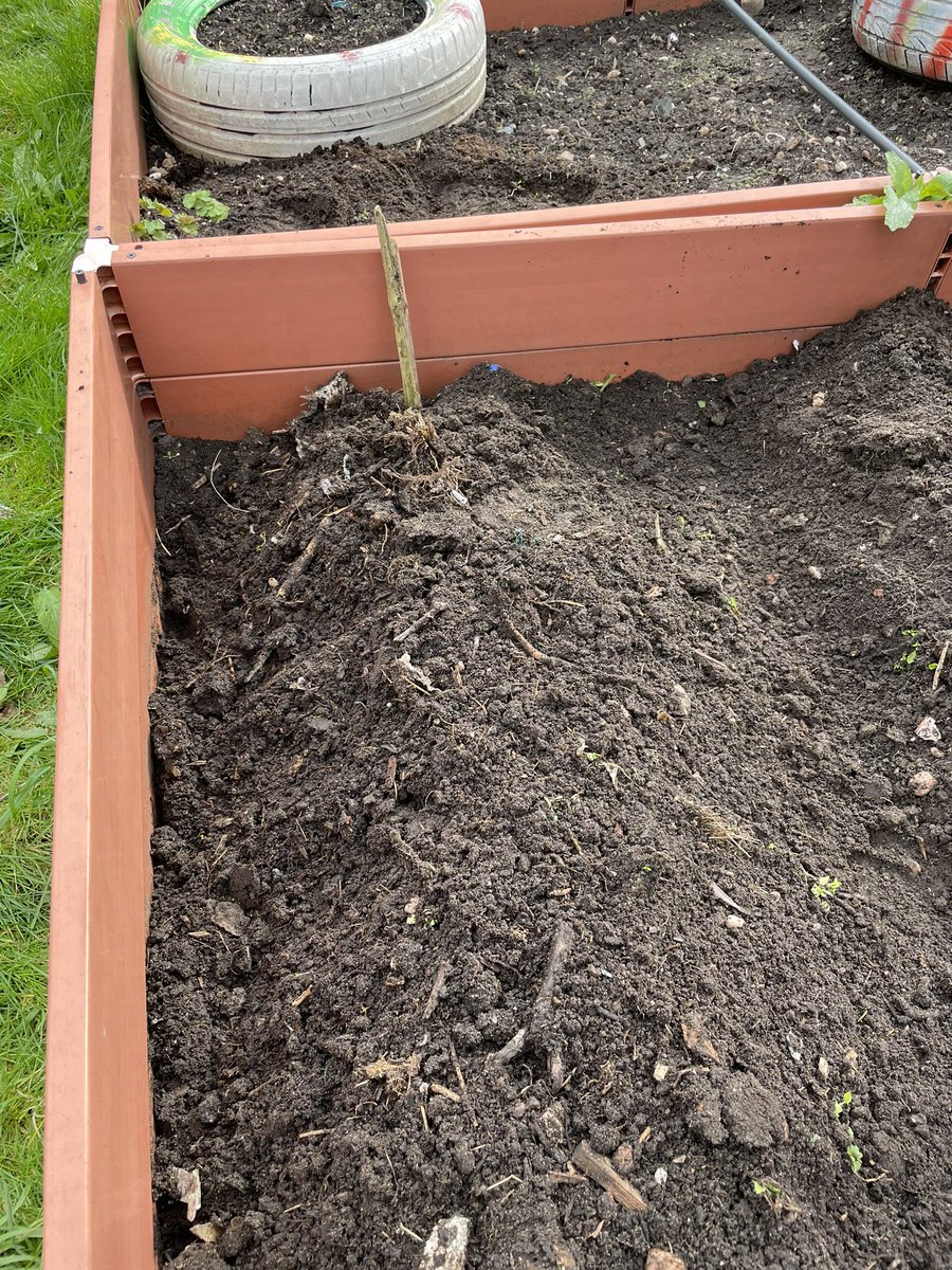 HelenHarvey2018's tweet photo. Spud planting yesterday in Highgate, at Stanhope community garden. Thursday afternoon fun for all. Now dreaming of creamy mash, roasters and chip butties of the future! #forktofork #community #spring #planting @BOSFonline https://t.co/TbkyMo5Bl6