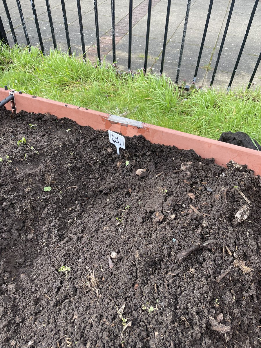 HelenHarvey2018's tweet photo. Spud planting yesterday in Highgate, at Stanhope community garden. Thursday afternoon fun for all. Now dreaming of creamy mash, roasters and chip butties of the future! #forktofork #community #spring #planting @BOSFonline https://t.co/TbkyMo5Bl6