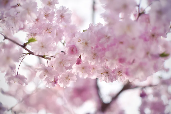八重桜のフリル感はしみじみかわいい。という話を多分毎年してる。 