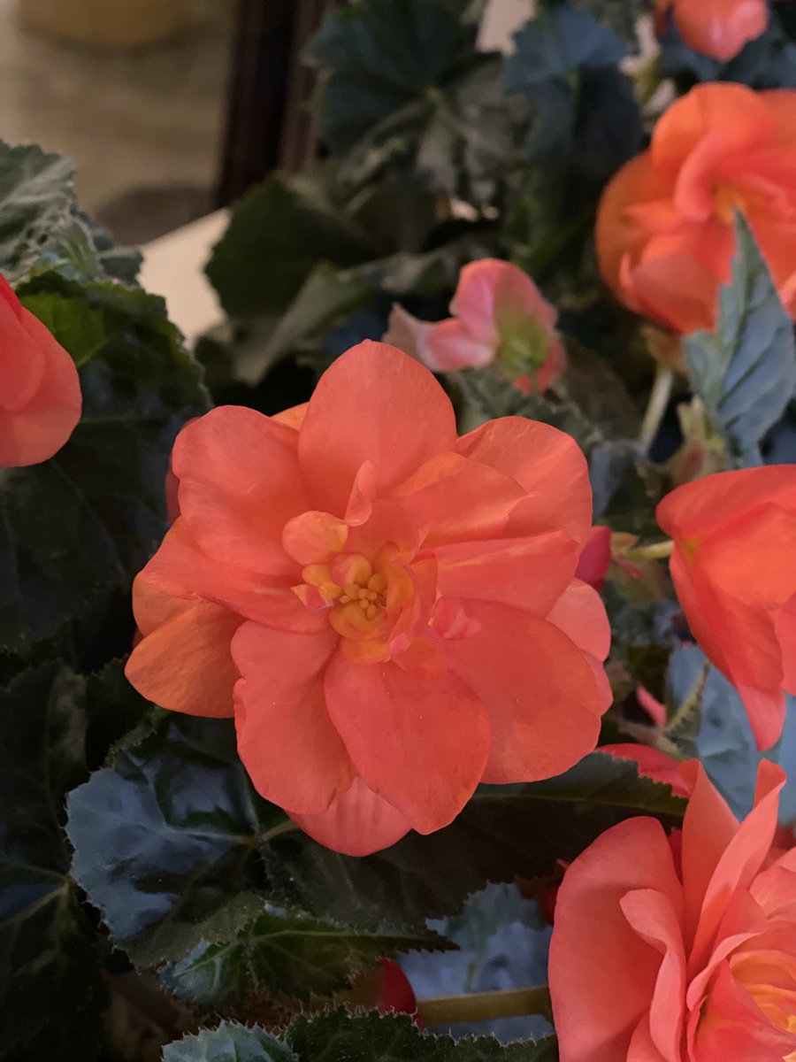 I love taking pictures of flowers, but I never end up sharing them anywhere. My photo gallery feels like a personal Instagram just for me 🤣

#flowerphotography #personalgallery