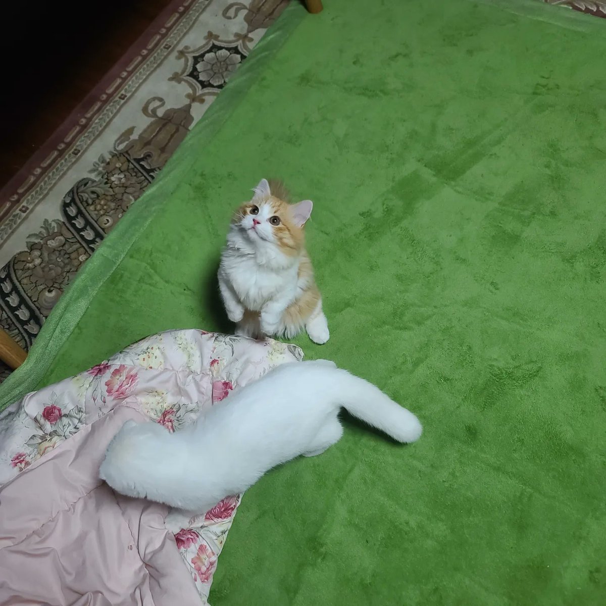 for_ren_house's tweet photo. 진짜 뵤인지 미어캣인지 고양인지 인절미 공주인지 모르겠다 https://t.co/F6shW61wNX