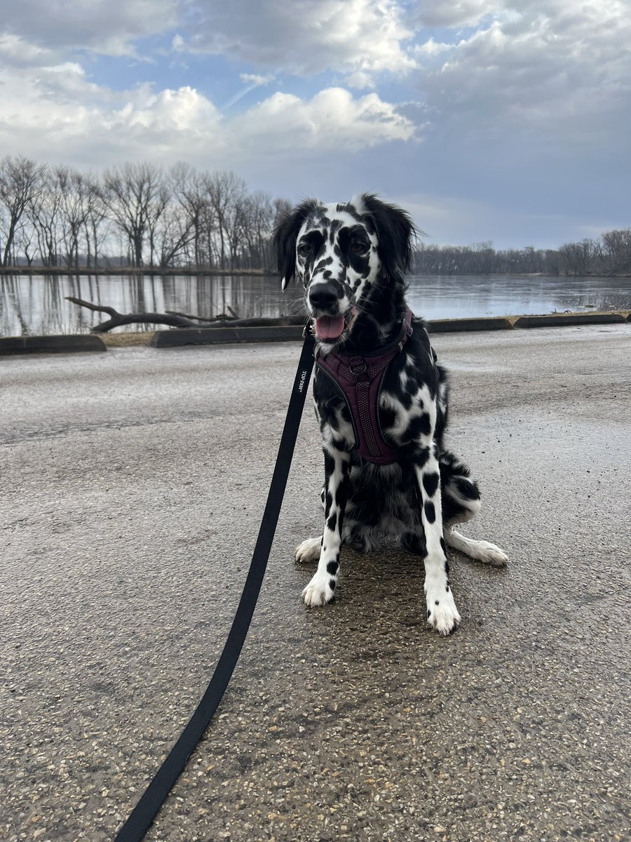 CorrieReiley's tweet photo. @dog_rates Daisy ✨ https://t.co/73OEqPs559