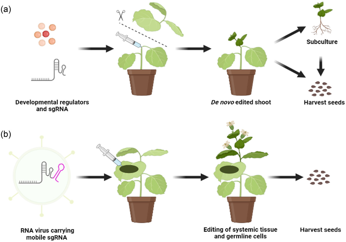 plantgenome's tweet photo. Checkout the review by @mireiaur & @ja_daros discussing challenges and potential that virus-induced #genome_editing (#VIGE) holds in future breeding technologies.
https://t.co/Wzw4xhK2Ij
#CRISPR #Plantbreeding #VIGE #VIRUS #Genome_editing @IBMCP @UPV https://t.co/UzGwwyDnyE