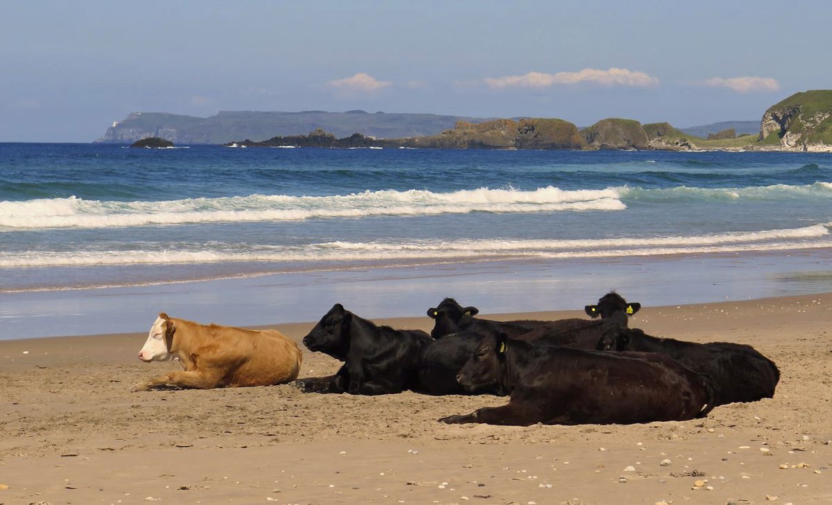 Sunbathing at Whitepark Bay in the summer #Cows #Beach #WhiteParkBay #Summer #SummerPhotography #NatureLovers #NaturePhotography #NatureBeauty