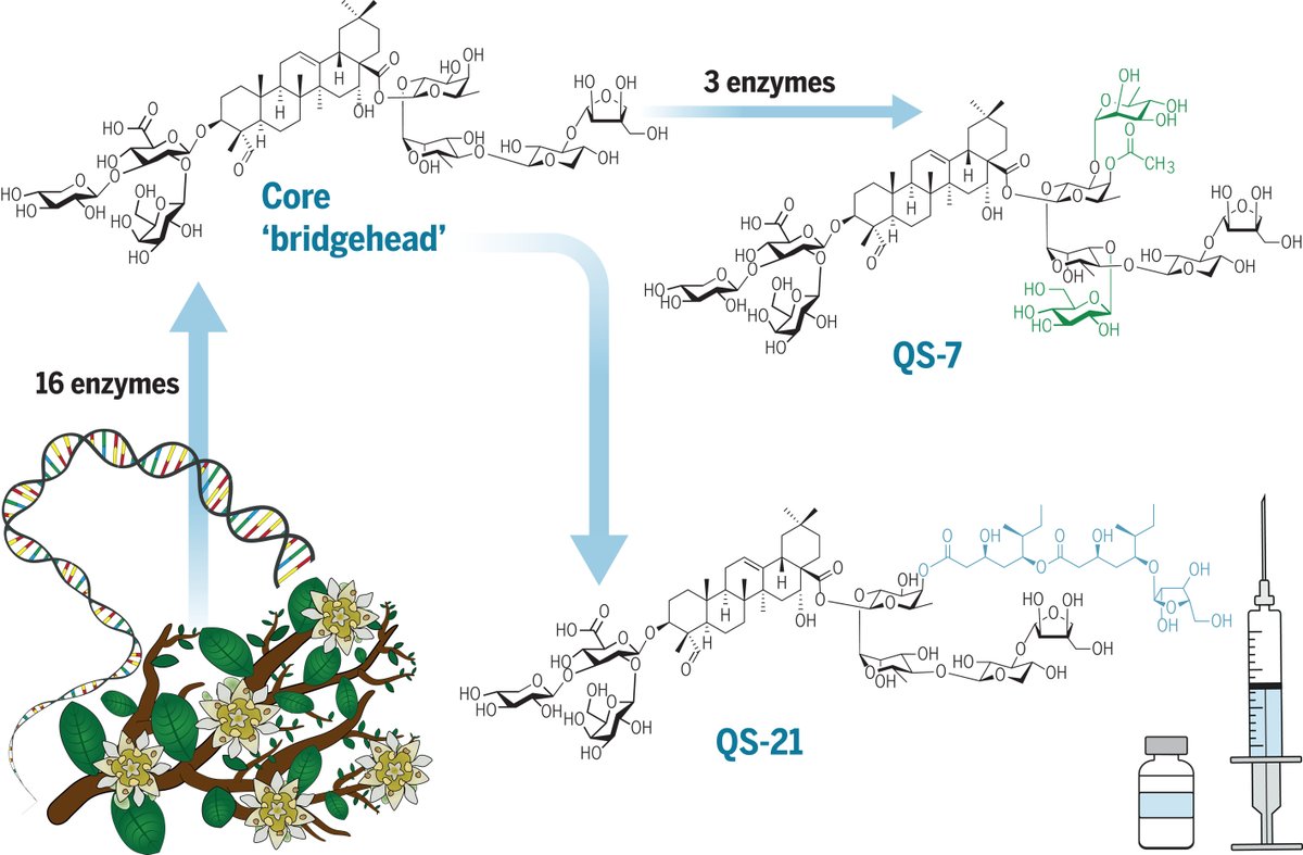 Scientists have elucidated the biosynthetic path the rare Chilean soapbark tree uses to make a promising vaccine adjuvant and reconstituted it in a tobacco plant, paving the way for industrial-scale production of this valuable adjuvant and its derivatives. scim.ag/20q