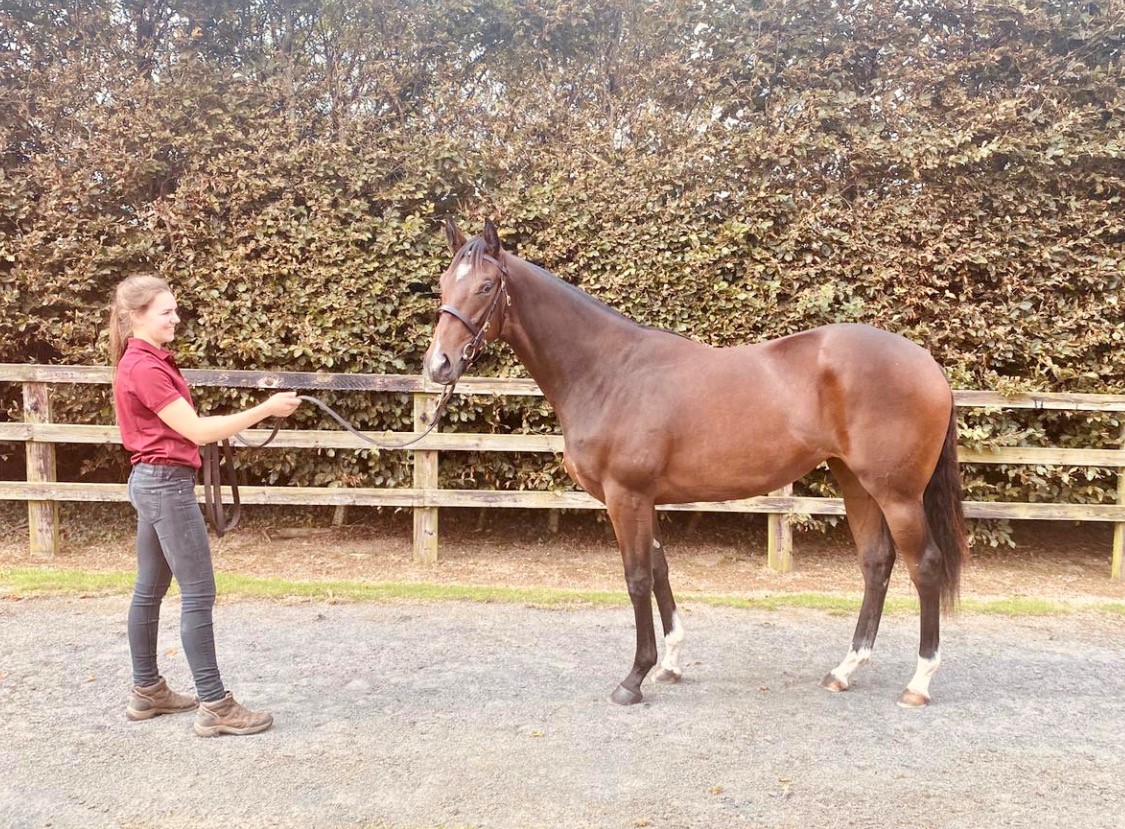 ITBAnextgen's tweet photo. ✨Ana O'Brien, is this week's feature in the '30 Under 30' series in @TheIrishField, where she talks about her involvement with the stud farm and advice for those thinking of getting involved

 👉Read the full story here: https://t.co/weBs0Gpgpa https://t.co/3ysihOaOHa