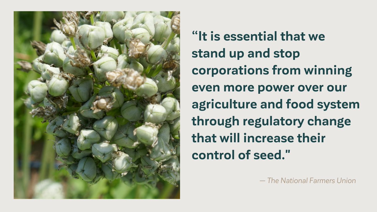 ffcf's tweet photo. A Seed Regulatory Modernization process is currently being led by the CFIA which could lead to significant changes in the regulations that protect the seed system in Canada.
@NFUCanada is advocating for seed regulations that continue to work for farmers and the public interest. https://t.co/cjy1JfH0zO