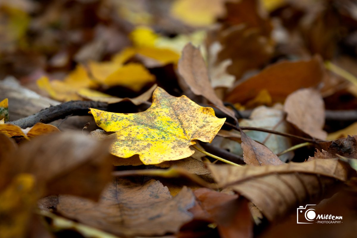MilenRT's tweet photo. #Autumn #leaves #leaf #autumncolors #millenn #Nikon #nikond5200 #raynox https://t.co/M9TnNhlXsA