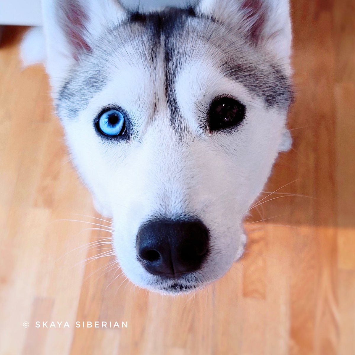 Skaya Siberian tweet media