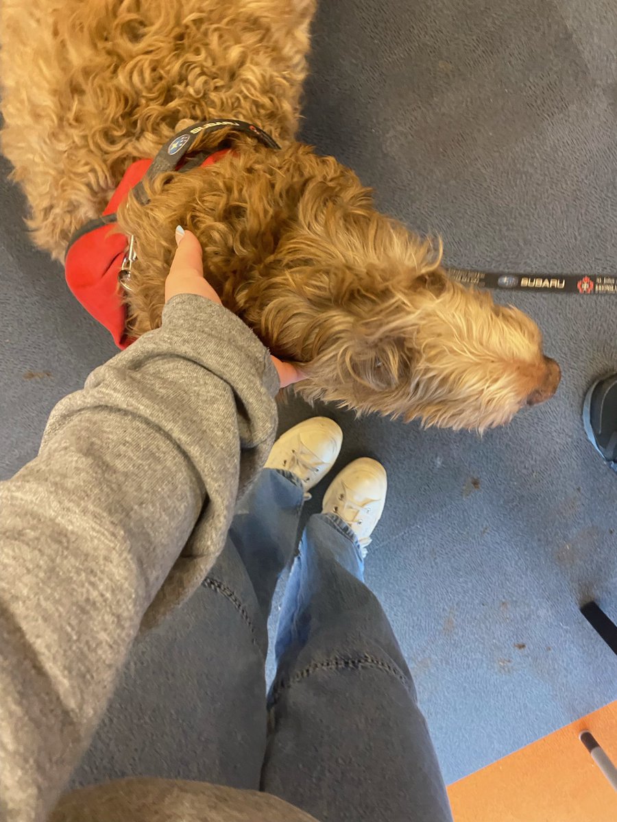 Pippa went to work today <a href="/CPAHighSchool/">CPA High School</a> , sharing her love through <a href="/SJA_Canada/">SJA Canada</a> therapy dog program. #therapydog <a href="/HRCE_NS/">Halifax Regional Centre for Education</a>