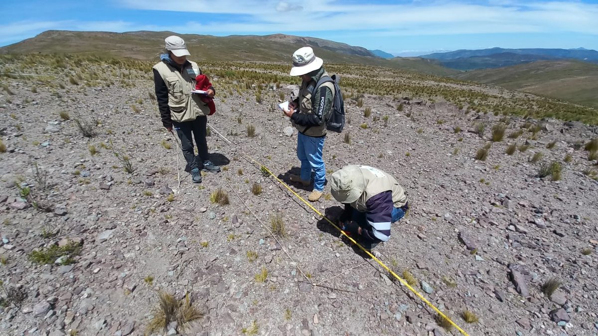 R_LinaresP's tweet photo. Our #Peru_BMAP team is now surveying #plant communities and biomass in #grasslands of the #Huancavelica #Andes. And even during the rainy season the dry character of the vegetation is apparent. 2023 #monitoring in #Huancavelica #Peru. #Biodiversity #pajonal #mountains ⛰️ https://t.co/jp0if0CXlG