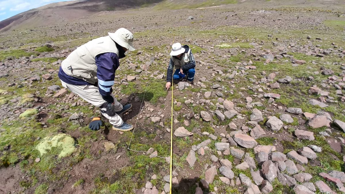 R_LinaresP's tweet photo. Our #Peru_BMAP team is now surveying #plant communities and biomass in #grasslands of the #Huancavelica #Andes. And even during the rainy season the dry character of the vegetation is apparent. 2023 #monitoring in #Huancavelica #Peru. #Biodiversity #pajonal #mountains ⛰️ https://t.co/jp0if0CXlG