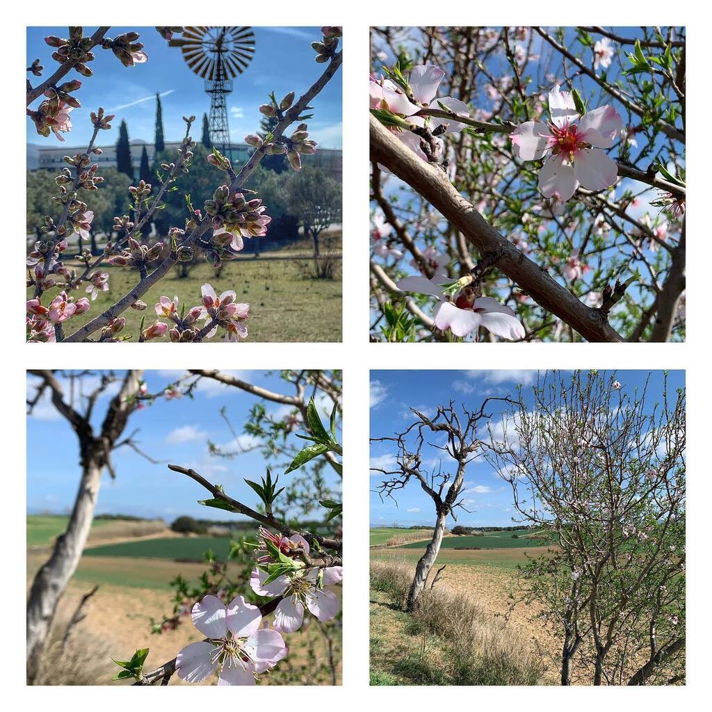 Cuida't dels Idus de març 

#juliuscaesar #plutarc #flors #primavera #springtime #gallecs #mollet #poncelles #allosaurus #converSes #natura_love #natura_catalunya #catalunya_alnatural  #catalunya_natura #loves_catalunya #raconsde_catalunya #elmeupetit_pa… instagr.am/p/CqLY807ovR7/