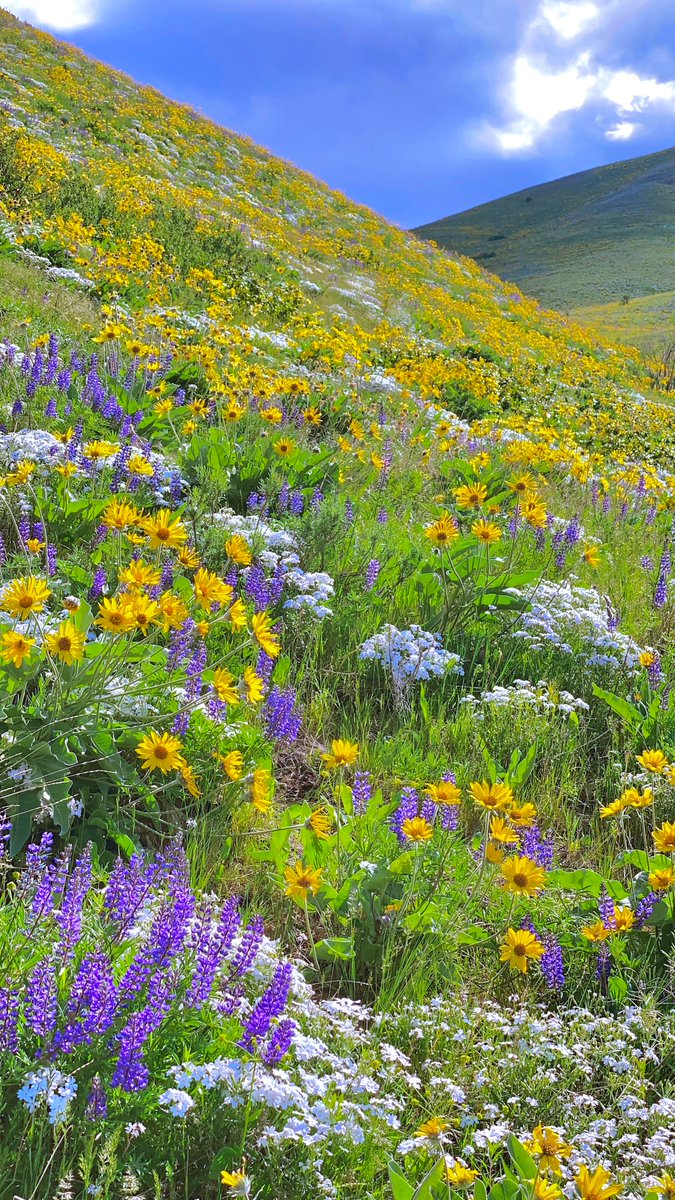 16pxl's tweet photo. convinced this hike is straight out of studio ghibli  🌻🌾🌼🌿🌺 https://t.co/useLZM3Tfq