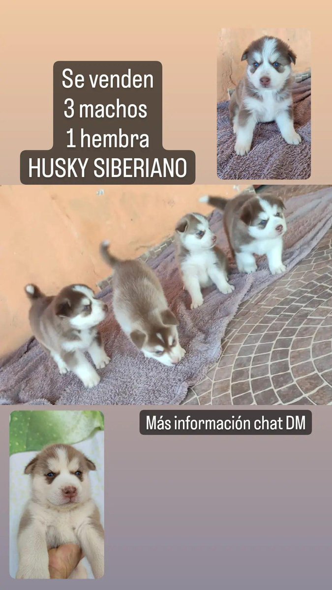 mquinterov15's tweet photo. Cualquier consulta o interesado, llamar o escribir al 62468580
@Chitreanos https://t.co/gQ6vnVGUGe