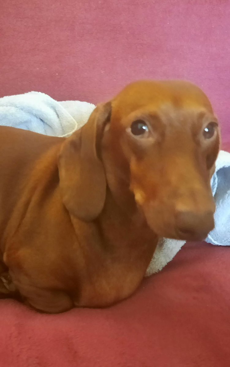 “Don’t accept your dog’s admiration as conclusive evidence that you are wonderful.” – Ann Landers 

#max #dogsarefamily