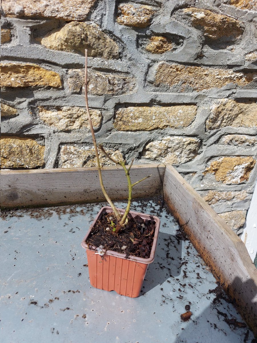 Mary Vincent tweet media