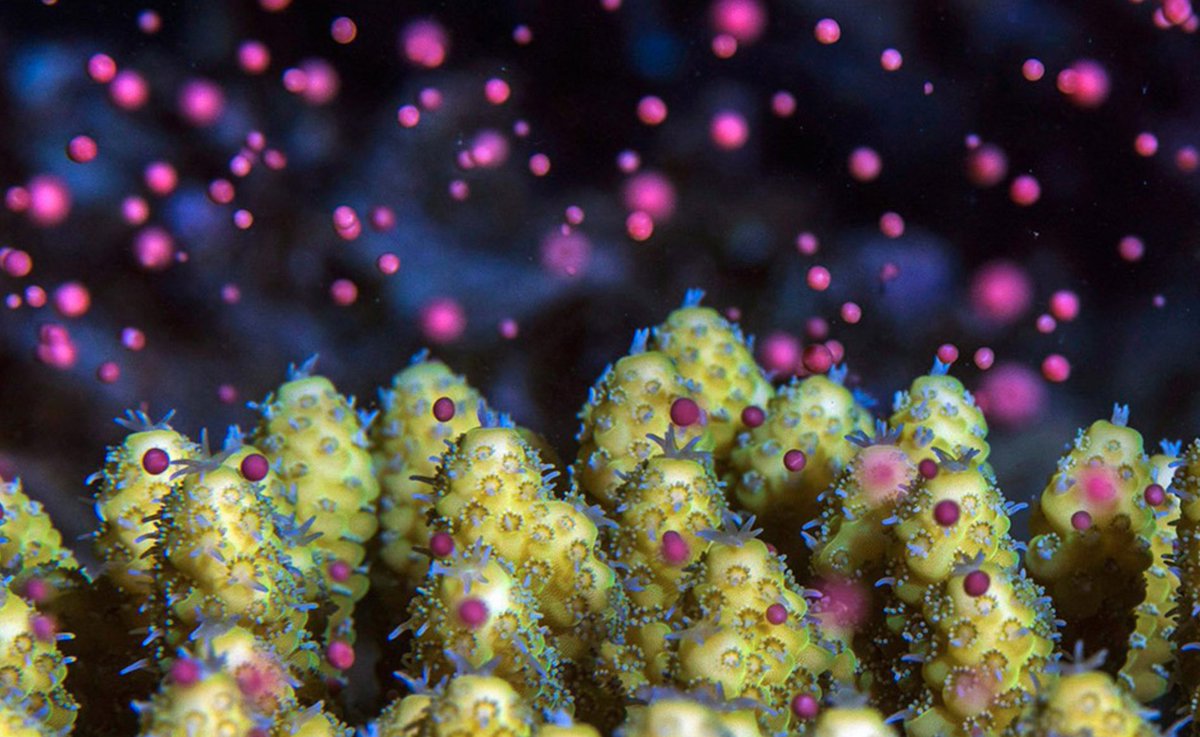 Oceanwire's tweet photo. #WeekendOceanRead

How Lunar Cycles Guide the Spawning of Sea Creatures 

https://t.co/sKjihhX8pf 
by @Viratmarkandeya in @KnowableMag https://t.co/07eJEiV3iN