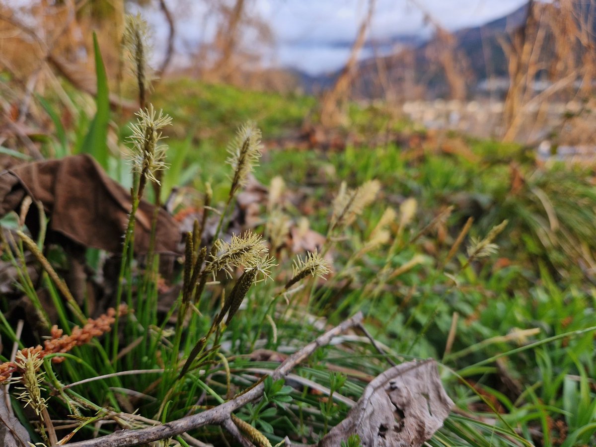 Een bloeiende zegge in een berm. Yudanaka.