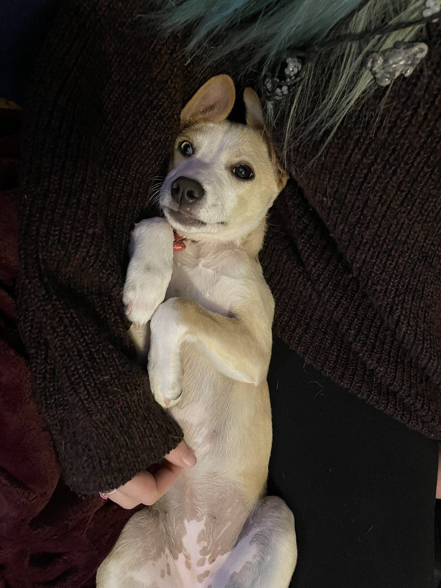 dankdan42o's tweet photo. @dog_rates https://t.co/3JbOrqKEIW