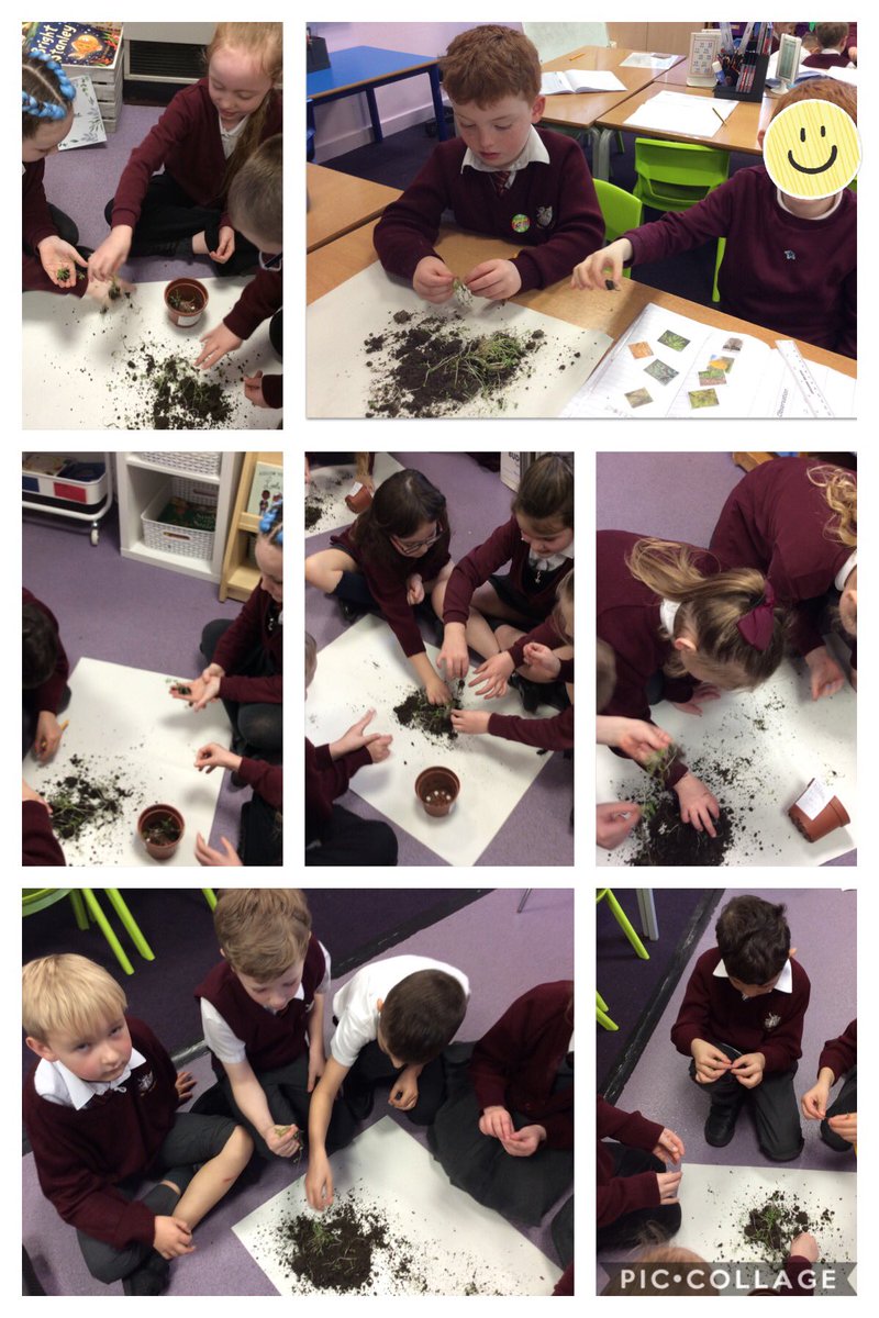 HalsneadY2's tweet photo. After growing and observing cress over the past few weeks, we tipped up our plant pots and got hands on with the different parts. @Halsneadschool https://t.co/udZEsvA6NU
