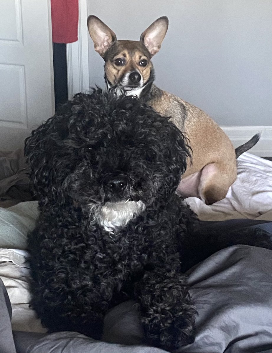 AudraSherman's tweet photo. @ontariotech_u @LMalloy Foster Fails Cash & Maverick. ⚽️❤️🐶 #goridgebacks #NationalDogDay https://t.co/CVZH6Oslgt