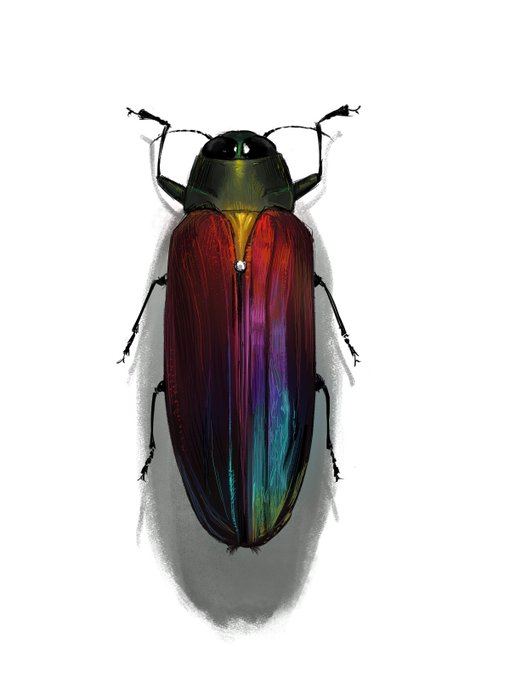 標本買ったので落書き
一応虫なのでセンシティブ設定 