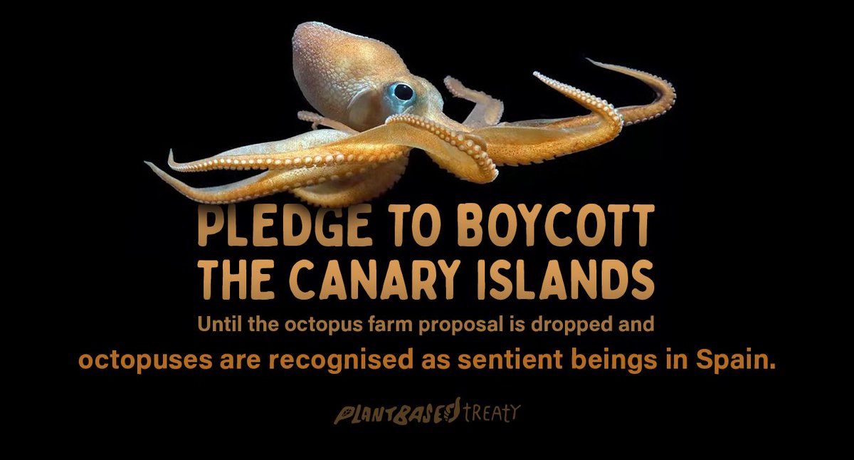 ASMSaskatoon's tweet image. #BoycottCanaryIslands Until the octopus farm proposal is dropped @EmocionesCan @GranCanariaTur @turismogc @canarias_es @gctourism @AyuntamientoLPA @AugustoHidalgo_ @PSOECanarias
#StopOctopusFarming  #GranDestino  #GranCanaria