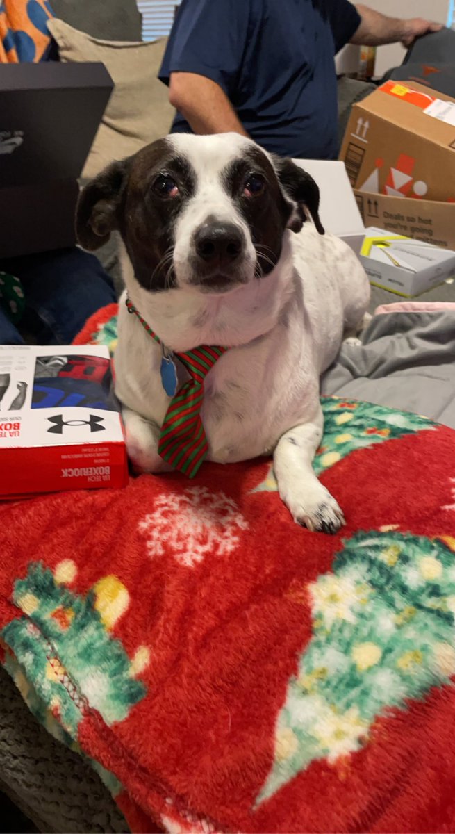 ProvDunn's tweet photo. Fancy tie crew for #NationalPuppyDay https://t.co/bH1XCGmUJ6