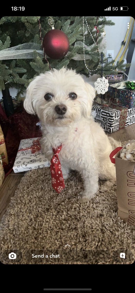 ProvDunn's tweet photo. Fancy tie crew for #NationalPuppyDay https://t.co/bH1XCGmUJ6