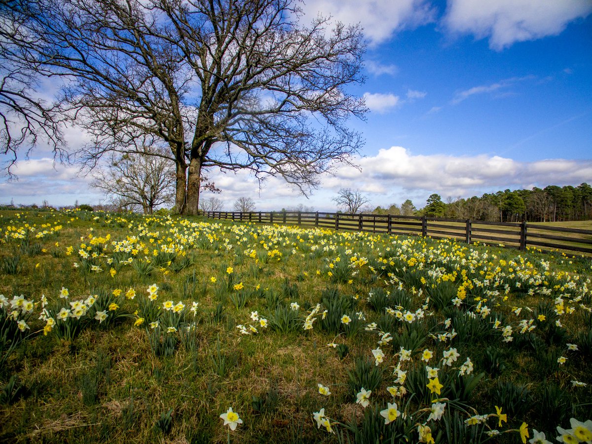 P. Allen Smith tweet media