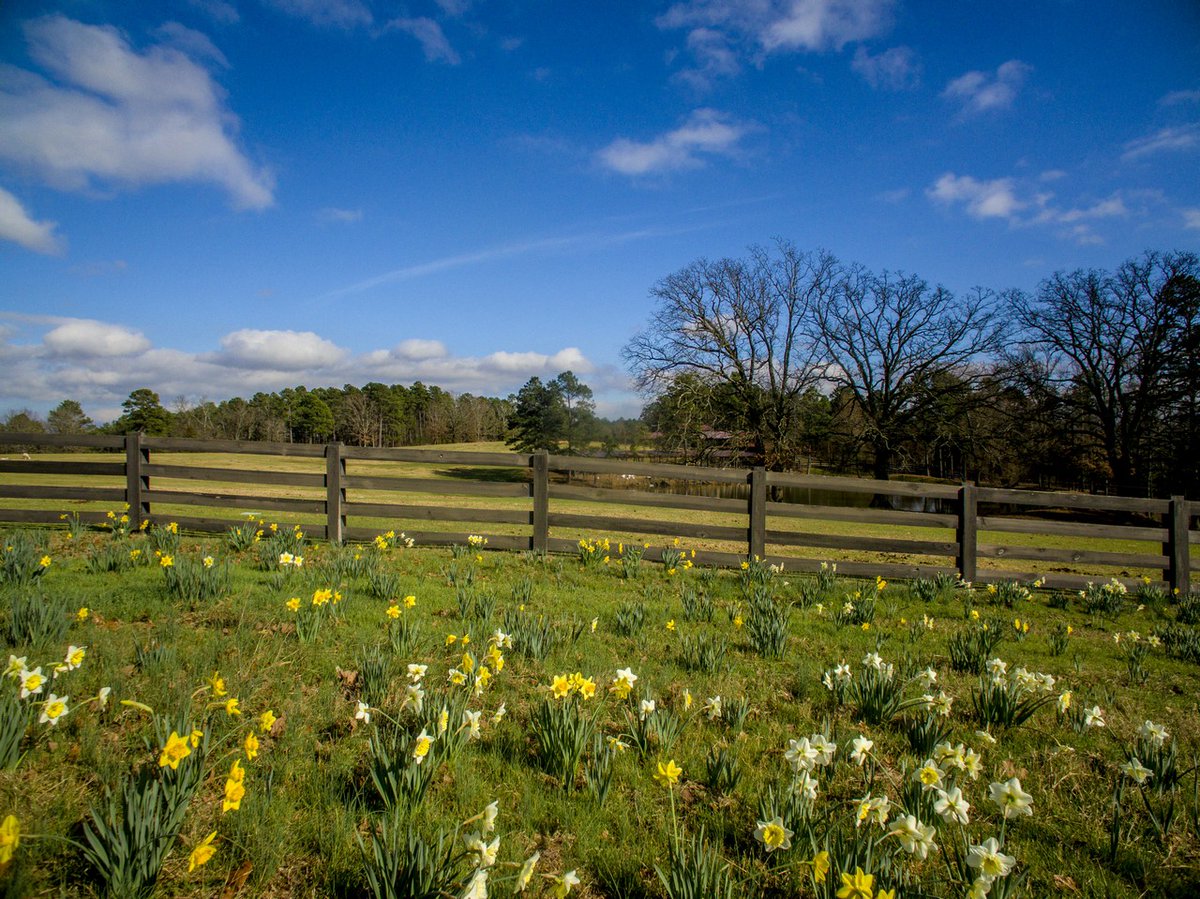 P. Allen Smith tweet media