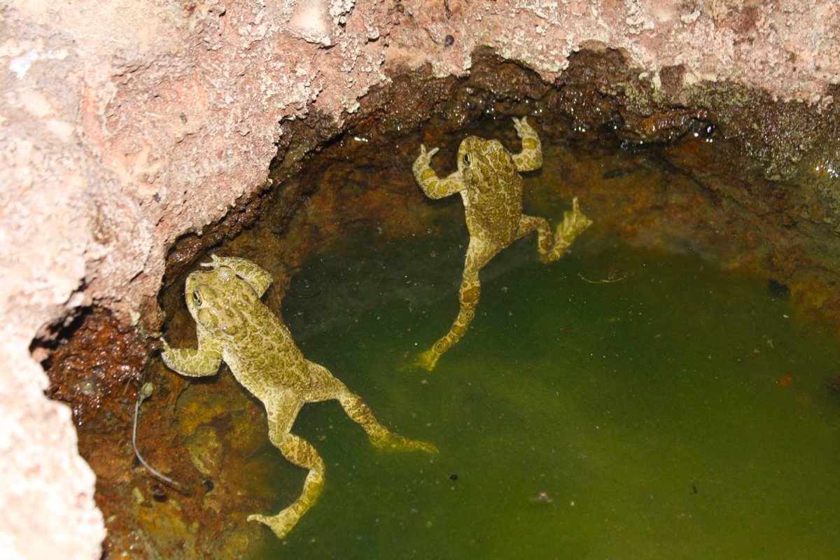 #RecercaUIB | 📢 El projecte <a href="/BiodiBal_UIB/">biodibal.uib.ree</a> necessita la teva ajuda per trobar exemplars de #calàpets a Eivissa! #CiènciaCiutadana

➡️ Si en veus un, envia una 📸 fotografia a info.biodibal@fueib.org amb el teu nom i la ubicació.

🔗 Més informació a: diari.uib.cat/Hemeroteca/Col…