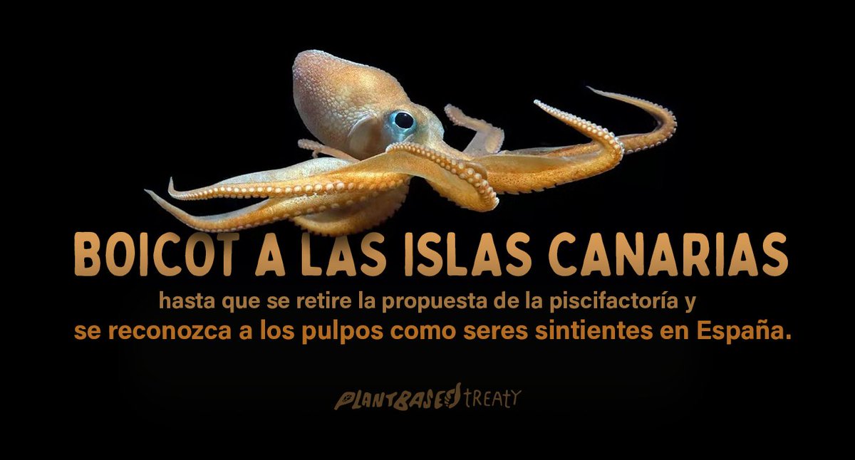 Toronto Chicken Save tweet media