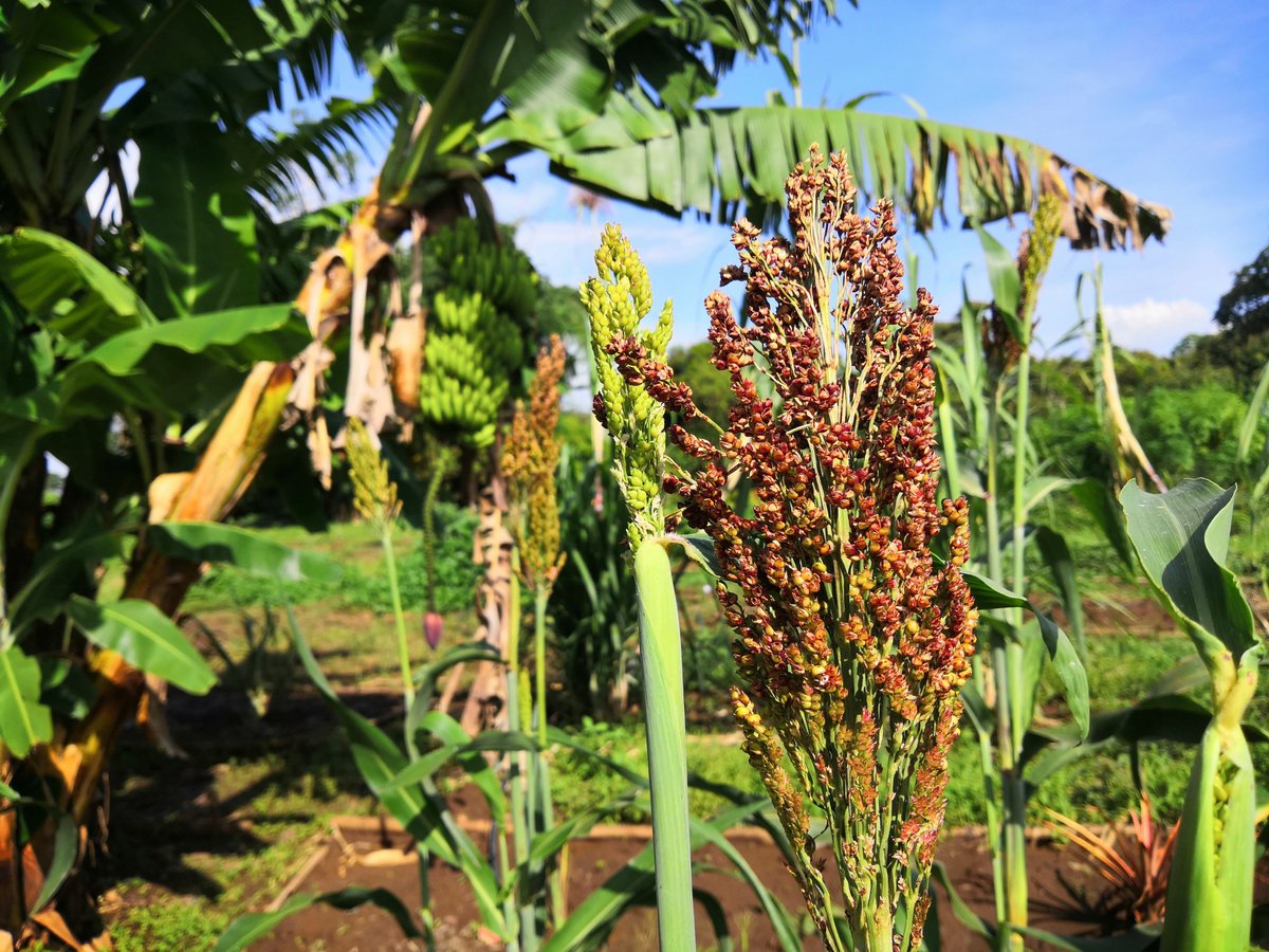 HynekRoubik's tweet photo. 1st online MSc degree programme at @CZUvPraze  @CzuFtz called: Tropical Agroecology!

https://t.co/g3OPM36bV9

Designed in a way so it is allowing the flexibility to pursue your career from anywhere in the world.

#education #University #SDGs #OnlineEducation https://t.co/65wqGb7BNx