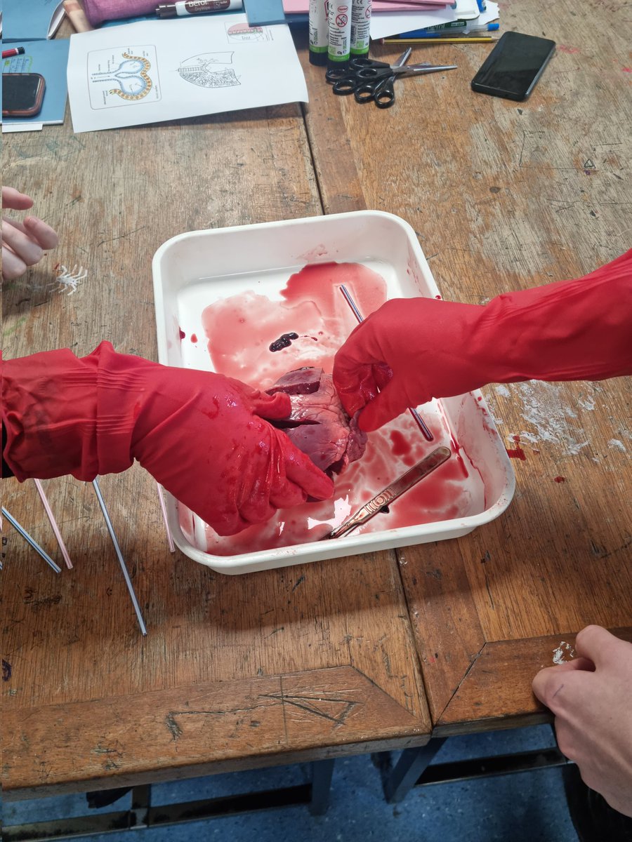 brannockscience's tweet photo. Earlier this week 4E learned about the heart by carrying out a dissection. The pupils enjoyed seeing the heart structures in real life and were able to identify many of the main features. Good work! https://t.co/w3DCI7E3Hl