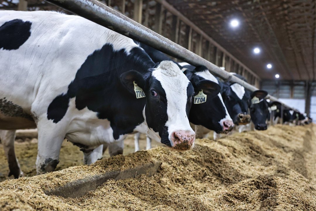 WalkerFarms1's tweet photo. Good Morning Beautiful!
Happy Friday everyone

#walkerfarmsmilk #farmfreshmilk #easiertodigest #milk #cowcomfort https://t.co/EGRFciN7Xz