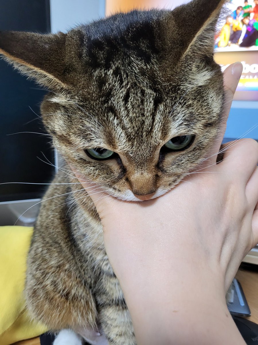 HYddongz's tweet photo. 심통난 조랭이떡 https://t.co/iKzqTlnnWe