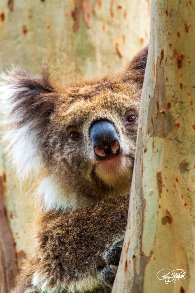perryralph's tweet photo. @SiKImagery #fridayfreeforall Koala Bear Eyes Wide Open. #Australia #koala #firsttimepost https://t.co/GipsWR5tSA