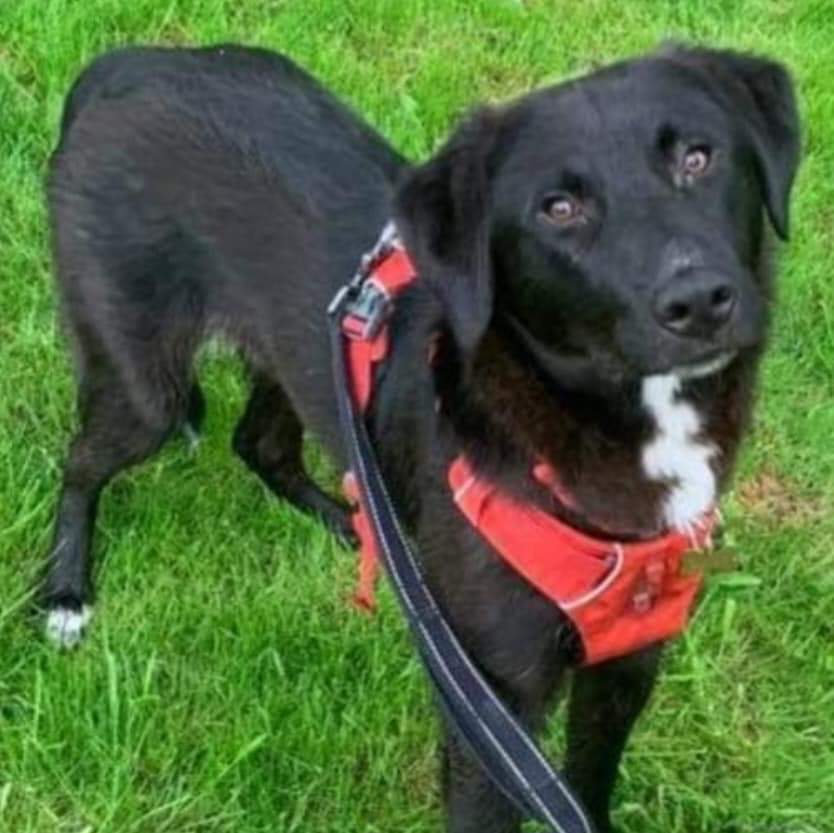 ❤️‼️HOBBS NEEDS AN URGENT FOSTER OR FOREVER HOME ‼️❤️ LOCATION: Foster in Wales AGE: 2½ yrs SEX: Male BREED: Mixed breed SIZE/WEIGHT: Medium NEUTERED: Yes OTHER DOGS IN HOME: Yes CATS IN HOME: Yes CHILDREN IN HOME: 10+ dog New home needed due to imminent house move.