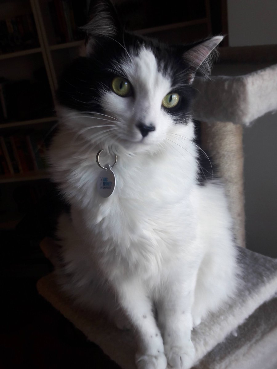 BequetteEmily's tweet photo. #compitcountdown
Fun fact about my WIP- I feel like I say this a lot, but it needs to be said again: my MCs cat is my cat. Period. Down to the sweet little prissiness as she tries to be a bookmark. https://t.co/uCSPYNK5KR