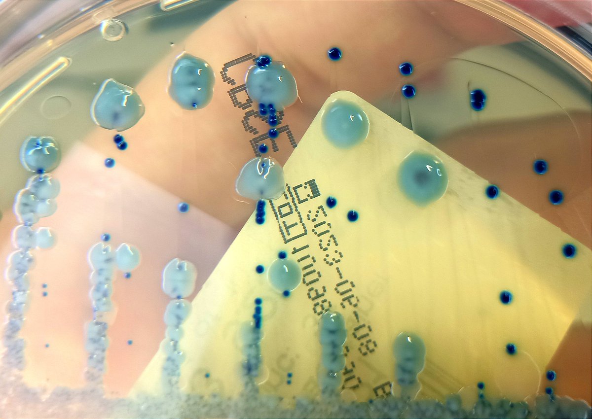 Ander González-Sarría tweet media