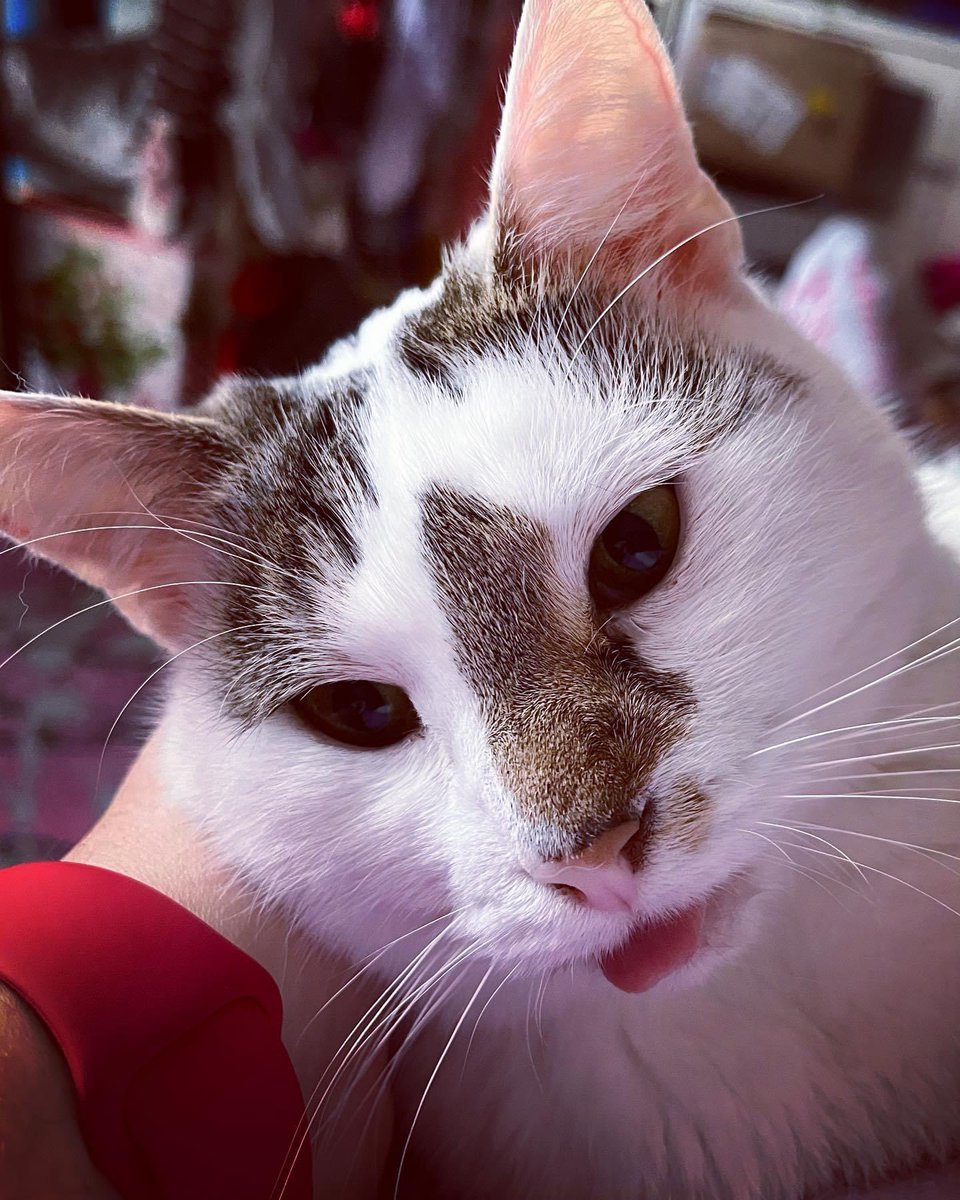 EckhardHu's tweet photo. 1/4 der FIP Therapie ist geschafft (21/84 Tagen) 💉💪🍀 - Yoshi geht es super, er hat 400gr zugenommen, ist tapfer &amp; kooperativ und noch verschmuster als sonst 😻❤️🙏 
#Katzen #Katze #cats 

#fipfighter #fipwarrior #fipistheilbar https://t.co/HGmzi9AGMq