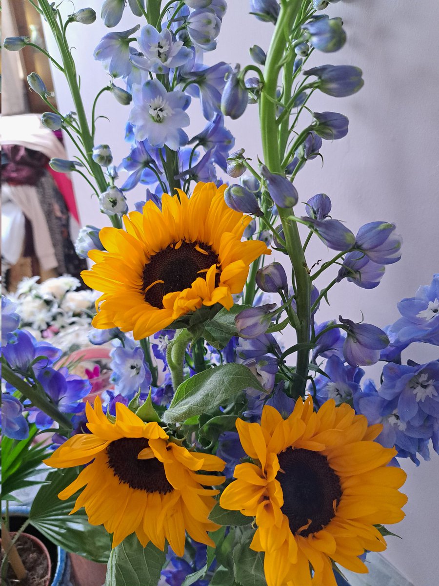 Look at these smiley happy 🌻 🌻 🌻  and delphinium 💐 from #gseflowers